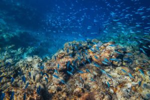 Unterwasser, Cinnamon Velifushi, Malediven