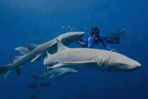 Unterwasser, Cinnamon Velifushi, Malediven