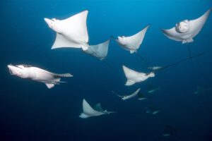 Impressionen des Medhufushi Island Resort, Malediven