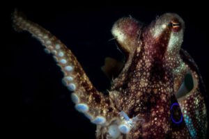 Oktopus beim Tauchen, Alam Batu Beach Bungalow Resort, Bali, Indonesien