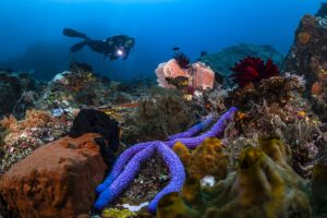 Unterwasser mit dem Solitude Lembeh Resort, Solitude World, Sulawesi, Indonesien