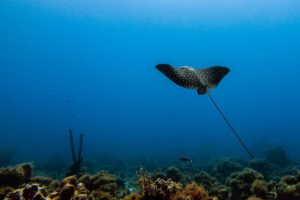 Tauchen rund um Curacao, Sun Reef Village on Sea, Curacao, Karibik