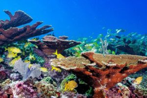Unterwasser im Allegro Cozumel, Yucatan, Mexiko