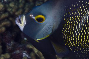 Tauchen mit dem Lions Dive & Beach Resort, Curacao, Karibik