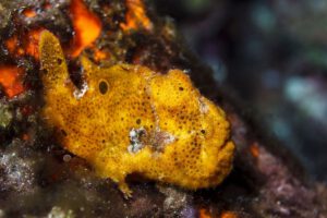 Tauchen rund um Curacao, Sun Reef Village on Sea, Curacao, Karibik