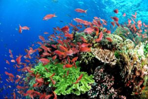 Tauchen, Alor Divers – Eco Dive Resort, Alor, Indonesien