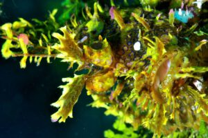 Angler, Alor Divers – Eco Dive Resort, Alor, Indonesien