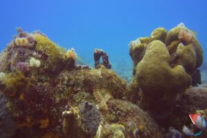 Unterwasser, Rancho El Sobrino, Curacao, Karibik