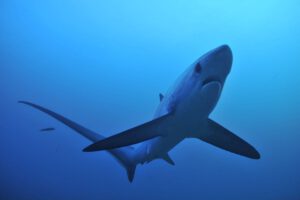 Fuchshai, Exotic Island Resort, Malapascua, Philippinen