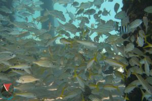 Unterwasser, Rancho El Sobrino, Curacao, Karibik