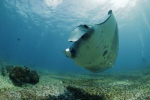 Manta Ray