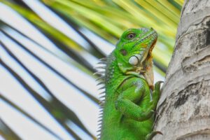 Leguan, Sun Reef Village on Sea, Curacao, Karibik