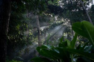 Dschungel, Lembeh Resort, Sulawesi, Indonesien