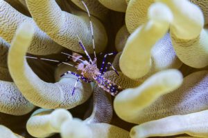 Tauchen rund um Curacao, Sun Reef Village on Sea, Curacao, Karibik