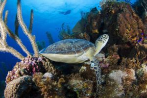 Tauchen rund um Curacao, Sun Reef Village on Sea, Curacao, Karibik