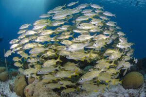 Tauchen rund um Curacao, Sun Reef Village on Sea, Curacao, Karibik
