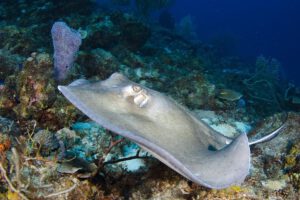 Tauchen rund um Curacao, Sun Reef Village on Sea, Curacao, Karibik
