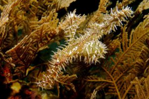 Geisterpfeife, Buceo Anilao Beach & Dive Resort, Anilao, Philippinen