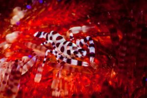 Makro, Alor Divers – Eco Dive Resort, Alor, Indonesien