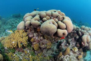 Tauchen auf Curacao, Scuba Lodge Oceanfront Boutique Hotel, Willemstad, Curacao