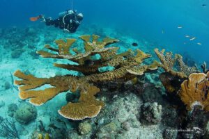 Tauchen auf Curacao, Scuba Lodge Oceanfront Boutique Hotel, Willemstad, Curacao