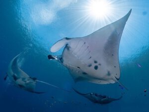 Manta Duyung Baru EcoProDivers Indonesien