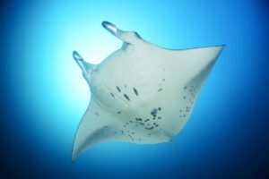 Manta, M/V Amba, Malediven