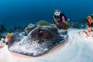 Rochen Moonima EcoProDivers Malediven