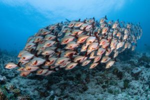 Schwarm Moonima EcoProDivers Malediven