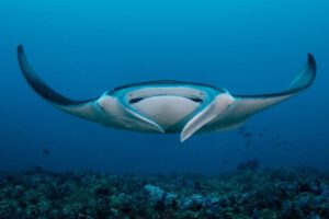 Manta Gruppenreise Mosambik & Südafrika NOV 2025