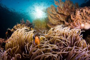 Tauchimpressionen, Fenides Liveaboard, Indonesien