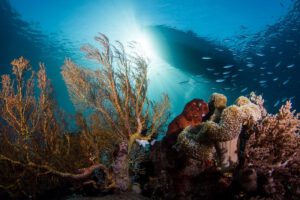 Tauchimpressionen, Fenides Liveaboard, Indonesien