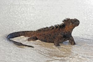 Meerechse, Galapagos Master, Master Liveaboards, Galapagos, Ecuador