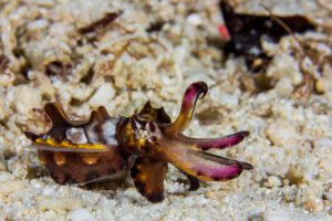 Tauchimpressionen, Fenides Liveaboard, Indonesien