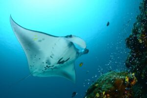Tauchen mit der MSY Seahorse, Wallacea Divecruise, Indonesien
