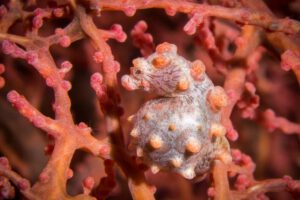 Tauchen mit der MSY Seahorse, Wallacea Divecruise, Indonesien