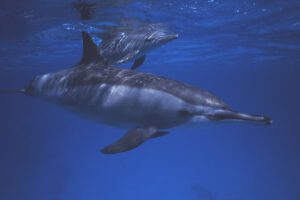 Delfin, Unterwasser mit der MY Seawolf Dominator, Seawolf Safari, Aegypten