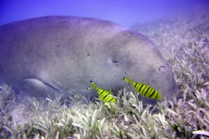 Dugong, Unterwasser mit der MY Seawolf Dominator, Seawolf Safari, Aegypten