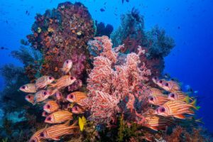 Tauchen mit der M/V Ambai, Wallacea Divecruise, Indonesien