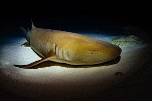 Hai bei Nacht Mariana EcoProDivers Malediven
