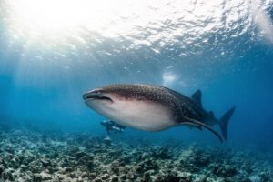 Walhai Moonima EcoProDivers Malediven