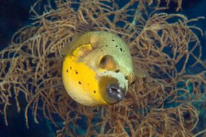 Tauchen mit der Atlantis Adventurer, Philippinen
