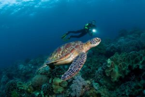 Tauchen mit der Atlantis Adventurer, Philippinen