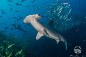 Hammerhaie, Cocos Island Agressor, Agressor Adventures, Costa Rica
