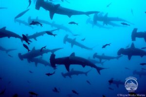 Hammerhaie, Cocos Island Agressor, Agressor Adventures, Costa Rica