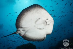 Rochen, Agressor Adventures, Cocos Island Agressor, Costa Rica