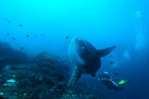 Mola Mola - Mondfisch beim Tauchen mit dem Hai Tide Beach Resort, Nusa Penida, Bali Indonesien