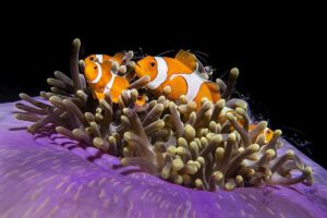 Tauchen im Raja Ampat Dive Resort, Indonesien