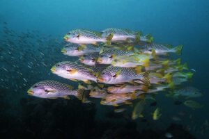 Tauchen im Raja Ampat Dive Resort, Indonesien