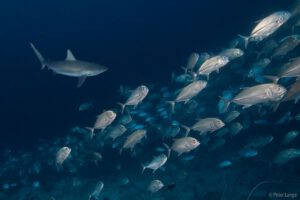 Makrele, Tauchen im Selayar Dive Resort, Sulawesi, Indonesien